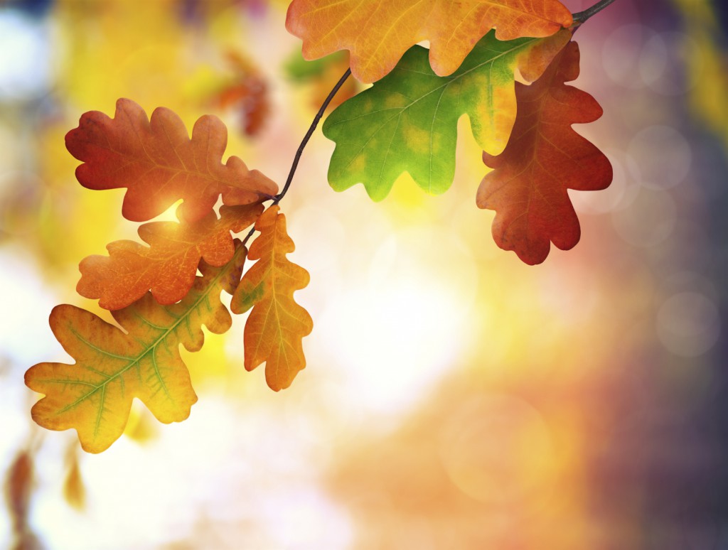 fall-leaves-background