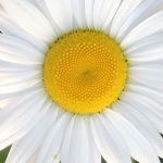 close up of white daisy flower
