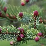 close up of black spruce branch with pink pine cones